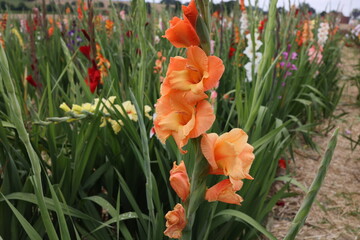 Beautiful natural gladiolus flower in the garden - obrazy, fototapety, plakaty