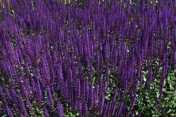 Obraz premium Beautiful field of violet lavender.