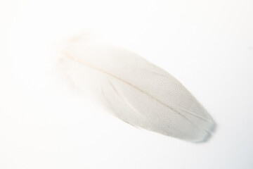 Fototapeta na wymiar white feather on white background