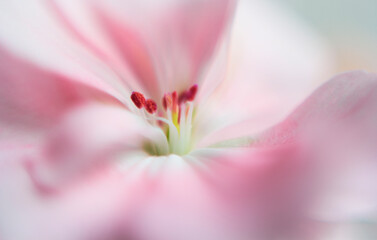 Pink flower with pistil in focus, blurred petal. Macro shooting