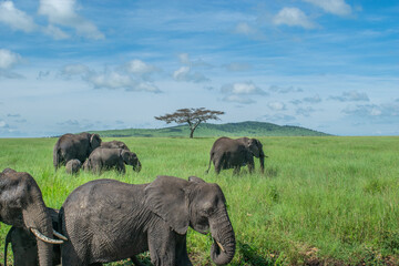 Serengeti Family