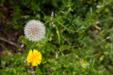 Dandelion, Dandelion flower in spring time,