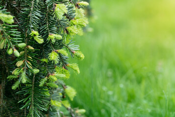 spruce branches with young shoots on the background of the lawn