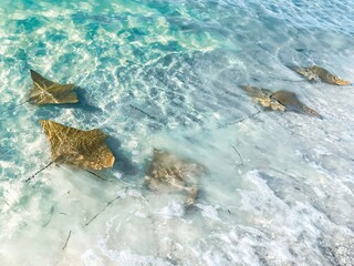 Cownose rays swimming in shallows in the Gulf of Mexico