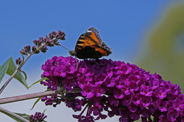 Fototapete bei efototapeten.de bestellen   