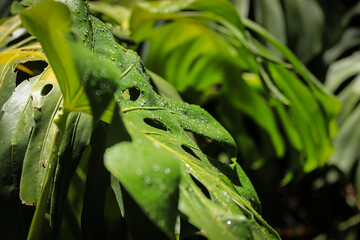 Fototapeta na wymiar Green tropical leaves background. Monstera leaves with rain drops.