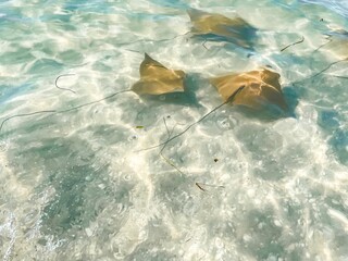 Cownose rays swimming in shallows in the Gulf of Mexico