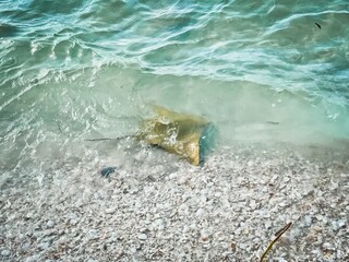 Cownose rays swimming in shallows in the Gulf of Mexico