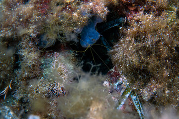 A Spaghetti Worm (Terebellida sp.) in the Mediterranean Sea