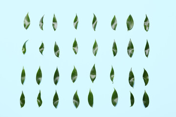 Green tea leaves on color background