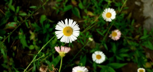 flower in the grass © Afif