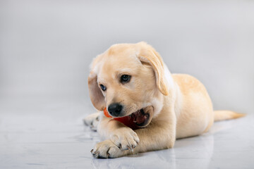 Little dog Labrador playing with his toys on grey background. puppy is teething