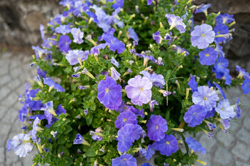 北海道小樽市の駅や運河周辺の風景 Scenery around stations and canals in Otaru, Hokkaido.