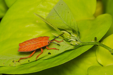 Macro photography of bugs and insects. Shield Bug Nymph. Tessaratomidae is a family of the true bug, nymph are brightly coloured and changed from orange, red and green when mature.