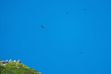 tawny vultures, gyps vulvus, circling on the sky in summer over the alps