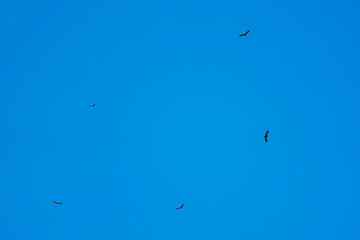 tawny vultures, gyps vulvus, circling on the sky in summer over the alps