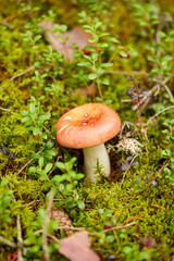 nature, environment and picking season concept - russule mushroom growing in autumn forest