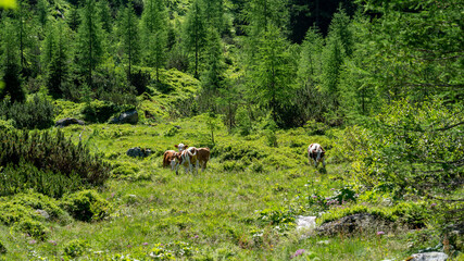 cows are grazing on a meadow with wild flowers on the mountains at a sunny summer day