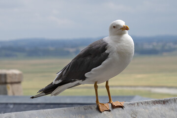mouette posée sur un toit de maison