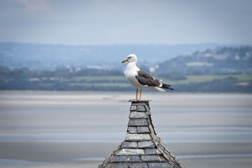 mouette posée sur un toit de maison