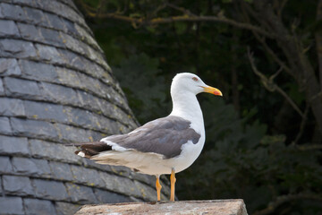 mouette posée sur un toit de maison