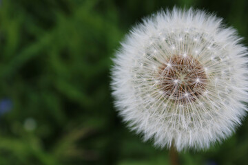 A macro shot of a fluffy white dandelion on a dark green background