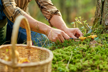 picking season and leisure people concept - close up of middle aged man with wicker basket and...