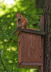 Red squirrel, Sciurus vulgaris sits on a birdhouse in a tree in the deep woods and eats an acorn in the park Stromovka, Prague, Czech Republic.