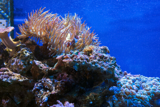 discosoma bubble corals and anemones