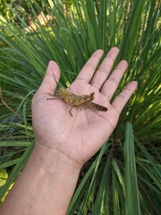 photo of grasshopper on the palm, the scientific name of the grasshopper is Caelifera