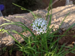 photo of chives plant flowers, the scientific name of chives is Allium tuberosum