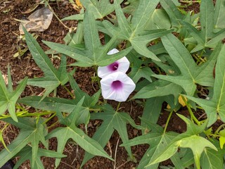 photo of sweet potato plant flower, the scientific name of sweet potato is Ipomoea batatas