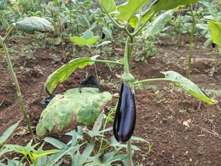 photo of fresh purple eggplant on the tree