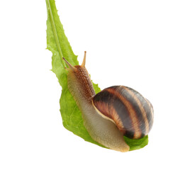 Common garden snail on green leaf against white background