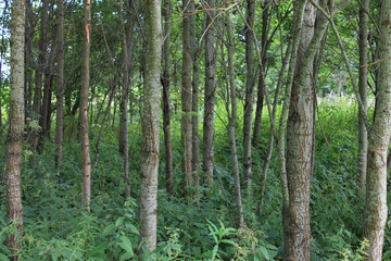 Obraz premium trees in the forest
