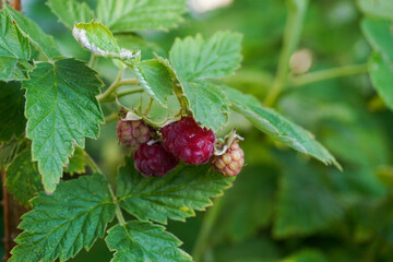 Raspberry bush with tasty ripe berries in garden. Close-up of ripe organic raspberry - 448946915