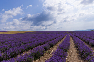 Blooming lavender in the summer. lavender blooming scented flowers.