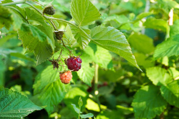 Raspberry bush with tasty ripe berries in garden. Close-up of ripe organic raspberry - 448946969