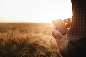 Fototapeta na wymiar Man using smartphone while standing in wheat field at sunset