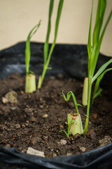 Serai (Cymbopogon citratus) seedlings that are starting to grow. Lemongrass is commonly used for cooking spices and for traditional medicine in Indonesia.