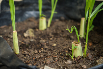 Serai (Cymbopogon citratus) seedlings that are starting to grow. Lemongrass is commonly used for cooking spices and for traditional medicine in Indonesia.