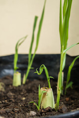 Serai (Cymbopogon citratus) seedlings that are starting to grow. Lemongrass is commonly used for cooking spices and for traditional medicine in Indonesia.