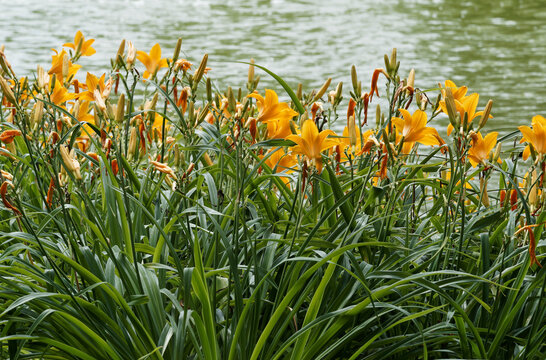 (Hemerocallis middendorffii) Taglilien oder Middendorffs Taglilien mit gelbe Blüte stehen deutlich über den grünen Blätter die Ufer eines Teiches dekorieren