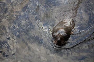 sea lion swimming