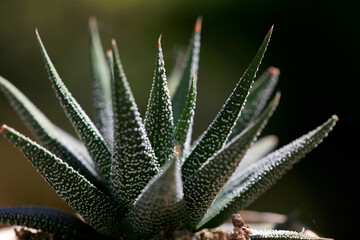 Aloe Pflanze, Sukkulent, Grünpflanze
