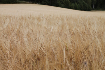 field of wheat