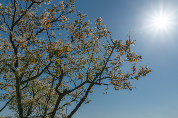 葉桜と太陽