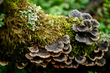 green forest moss and mushrooms on a log close up