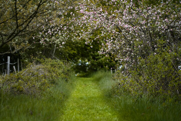 Frühling alles blüht  Spring everything is blooming