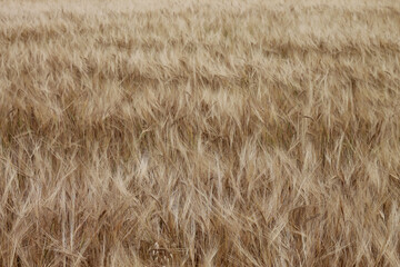 close up of grass